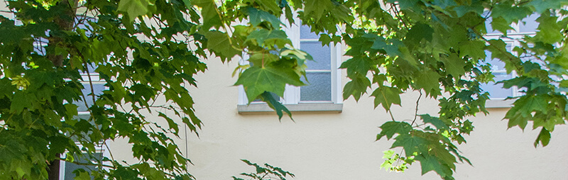Grüne Ahornblätter im Vordergrund, durch die ein gelb verputztes Gebäude mit weißen Fensterrahmen hindurchscheint.