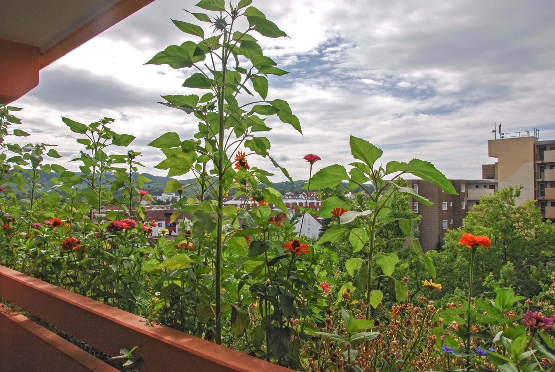 Blühender Balkon mit Blumen und Blick auf Dächer, Bäume und umliegende Gebäude.